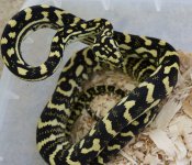 Male 1 Photo 2.jpg