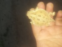 horned toad2.jpg