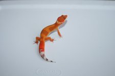 IMG_7319.jpg