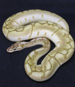 bamboo spider 2.jpg