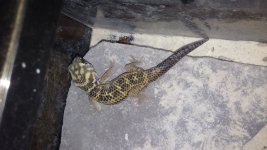 20160406_202813.jpg