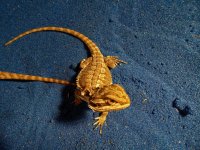 Beardie1.jpg