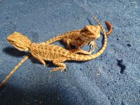 Beardie2.jpg
