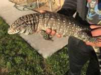tegu 1.jpg