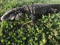 tegu 2.jpg
