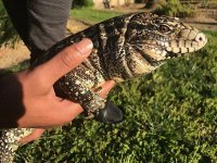 tegu 3.jpg