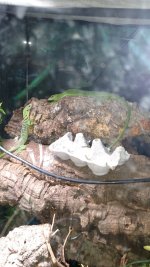 IMG_20170511_074236591.jpg