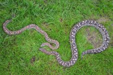 boas.jpg