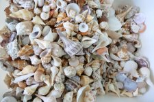 sanibel_shells_01.jpg
