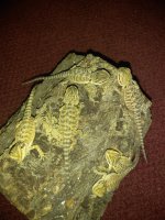 IMG_20170708_231310.jpg