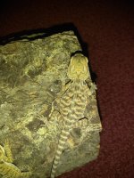 IMG_20170708_231231.jpg