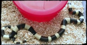 oreo pueblan1.jpg
