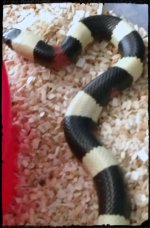 oreo pueblan2.jpg