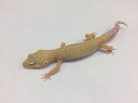 sunglow albino bell a15.jpg