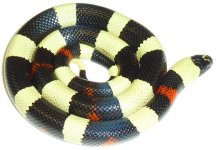 oreo pueblan milk snake.jpg
