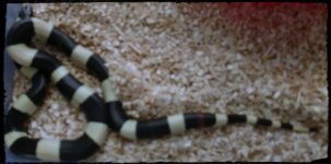 oreo pueblan3.jpg