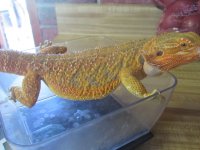 IMG_0288.jpg