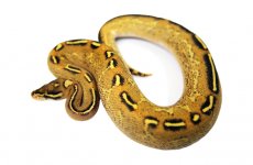Female sulfur freeway 250g.jpg