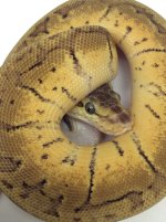 LEMONGHOST.jpg