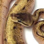 ball python.jpg