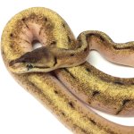 ball python (1).jpg