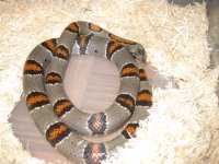 grey banded king 001.JPG