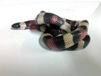 2011-02-06 14.40.00.jpg