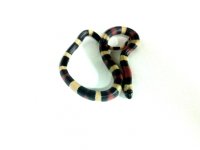 2011-02-06 14.39.21.jpg