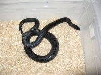 corns 013 (Large).jpg