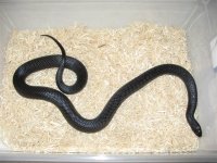 corns 011 (Large).jpg