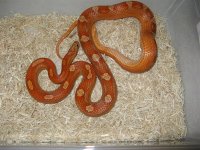 corns 019 (Medium).jpg