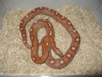 corns 021 (Medium).jpg