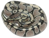 Het Yellow Blush albino.jpg