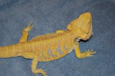 Spike-on-blue.jpg