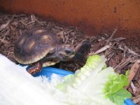 baby 2010 redfoot tort 002.jpg