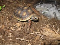 baby 2010 redfoot tort 003.jpg