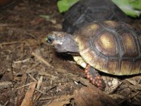 baby 2010 redfoot tort 014.jpg