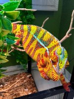hybrid-panther-chameleon-sale.jpg