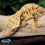 crested-gecko.jpg