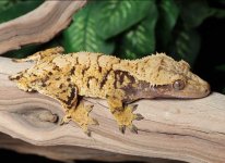 crested-gecko-Fs62b.jpg