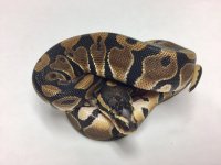 scaleless m04.jpg