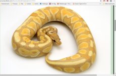 MyrtleHerps3.jpg