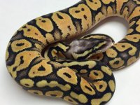 super pastel poss gravel.jpg