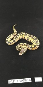 Pastel Vanilla (1).jpg