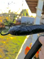 IMG_1838.jpg