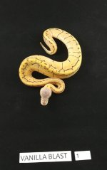Vanilla Blast (1).jpg