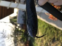 IMG_1837.jpg