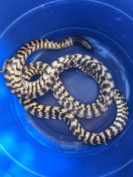Male westen black head python photo 1.jpg