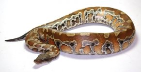 CD-1+male.jpg