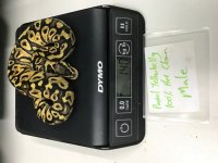Pastel Yellowbelly 100% Het Clown Male 2016.jpg
